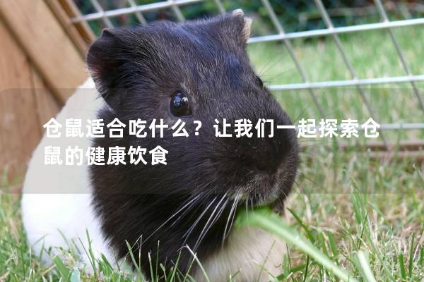 仓鼠适合吃什么？让我们一起探索仓鼠的健康饮食