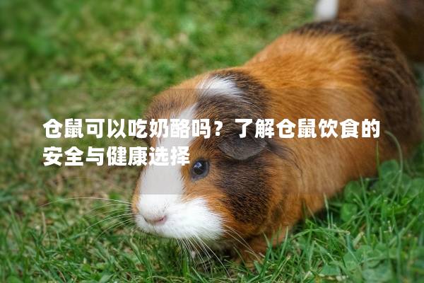 仓鼠可以吃奶酪吗？了解仓鼠饮食的安全与健康选择
