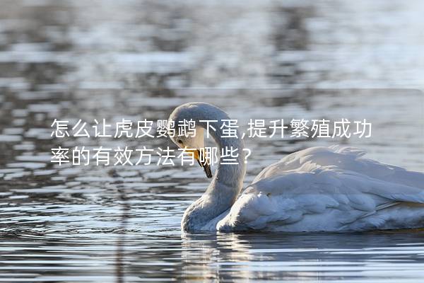 怎么让虎皮鹦鹉下蛋,提升繁殖成功率的有效方法有哪些？