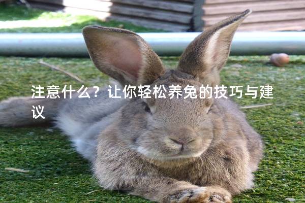 注意什么？让你轻松养兔的技巧与建议
