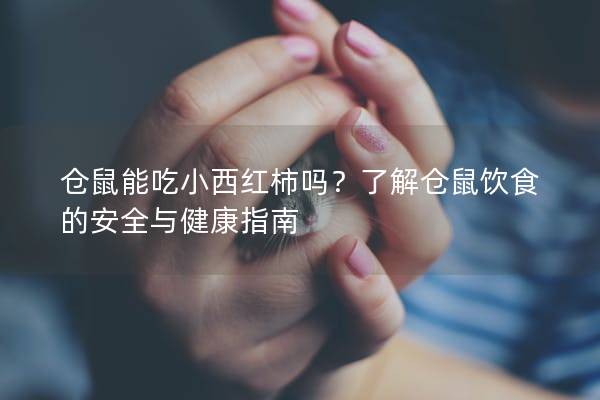 仓鼠能吃小西红柿吗？了解仓鼠饮食的安全与健康指南