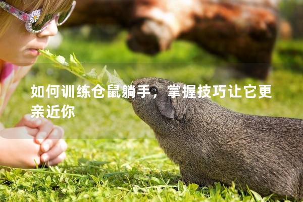 如何训练仓鼠躺手，掌握技巧让它更亲近你