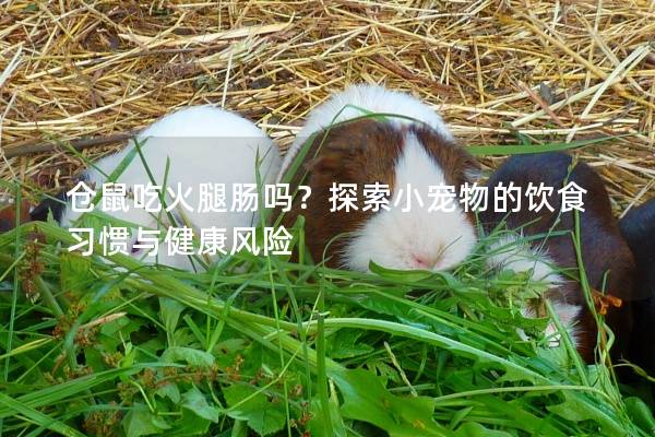 仓鼠吃火腿肠吗？探索小宠物的饮食习惯与健康风险
