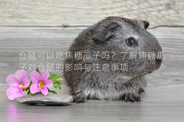 仓鼠可以吃焦糖瓜子吗？了解焦糖瓜子对仓鼠的影响与注意事项