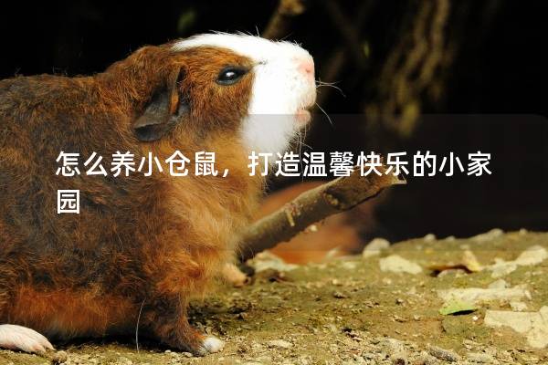 怎么养小仓鼠，打造温馨快乐的小家园