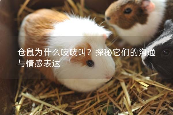仓鼠为什么吱吱叫？探秘它们的沟通与情感表达