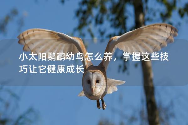 小太阳鹦鹉幼鸟怎么养，掌握这些技巧让它健康成长