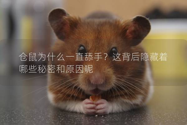 仓鼠为什么一直舔手？这背后隐藏着哪些秘密和原因呢