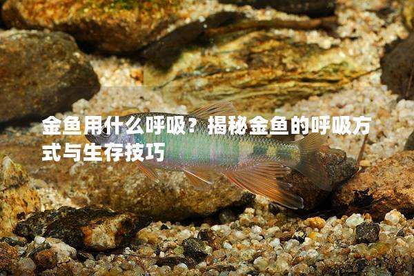 金鱼用什么呼吸？揭秘金鱼的呼吸方式与生存技巧