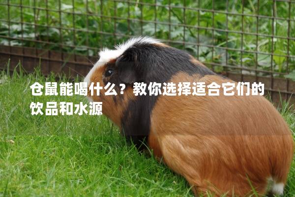 仓鼠能喝什么？教你选择适合它们的饮品和水源