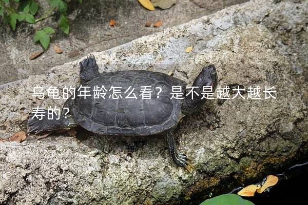 乌龟的年龄怎么看？是不是越大越长寿的？