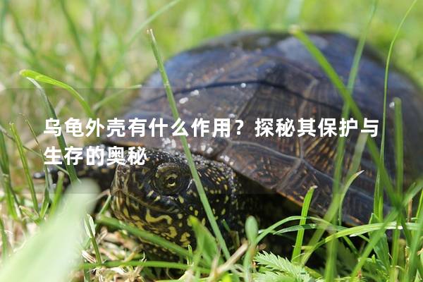 乌龟外壳有什么作用？探秘其保护与生存的奥秘