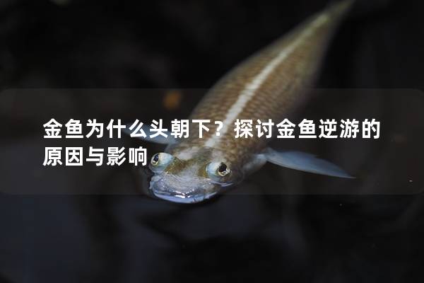 金鱼为什么头朝下？探讨金鱼逆游的原因与影响