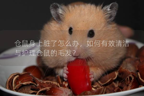 仓鼠身上脏了怎么办，如何有效清洁与护理仓鼠的毛发？