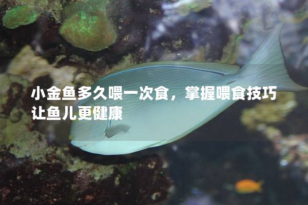 小金鱼多久喂一次食，掌握喂食技巧让鱼儿更健康