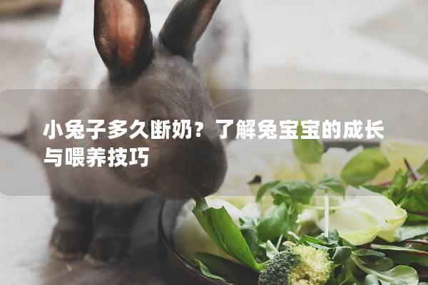 小兔子多久断奶？了解兔宝宝的成长与喂养技巧