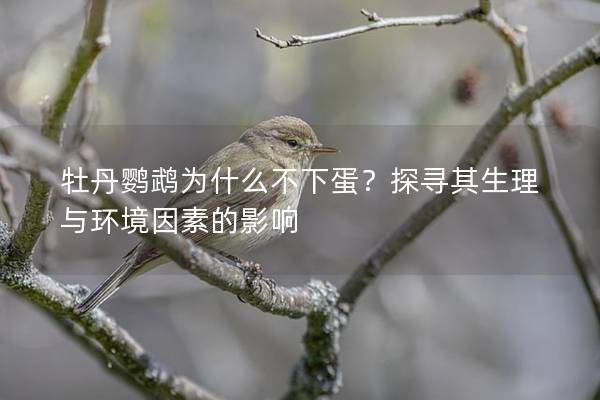 牡丹鹦鹉为什么不下蛋？探寻其生理与环境因素的影响