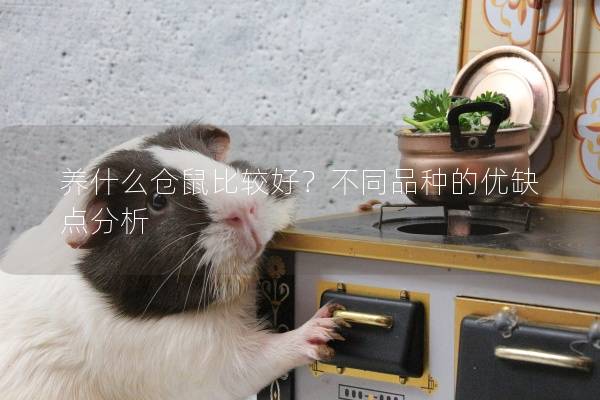 养什么仓鼠比较好？不同品种的优缺点分析
