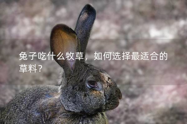 兔子吃什么牧草，如何选择最适合的草料？