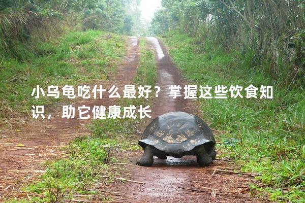 小乌龟吃什么最好？掌握这些饮食知识，助它健康成长