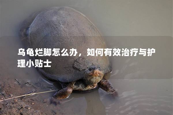 乌龟烂脚怎么办，如何有效治疗与护理小贴士