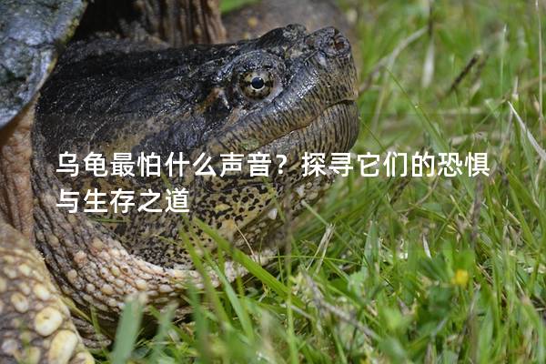 乌龟最怕什么声音？探寻它们的恐惧与生存之道