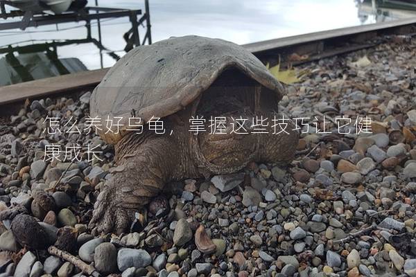 怎么养好乌龟，掌握这些技巧让它健康成长