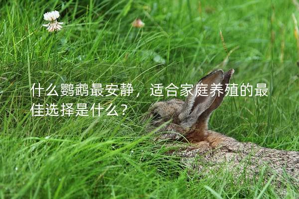 什么鹦鹉最安静，适合家庭养殖的最佳选择是什么？