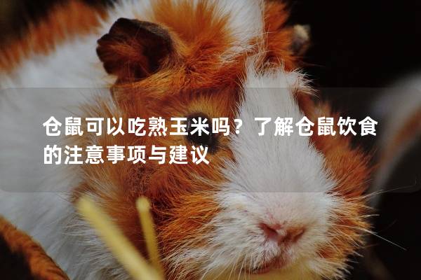 仓鼠可以吃熟玉米吗？了解仓鼠饮食的注意事项与建议