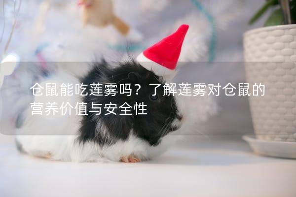 仓鼠能吃莲雾吗？了解莲雾对仓鼠的营养价值与安全性