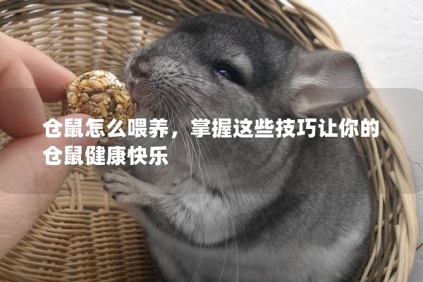 仓鼠怎么喂养，掌握这些技巧让你的仓鼠健康快乐