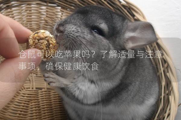 仓鼠可以吃苹果吗？了解适量与注意事项，确保健康饮食