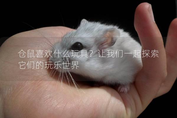 仓鼠喜欢什么玩具？让我们一起探索它们的玩乐世界