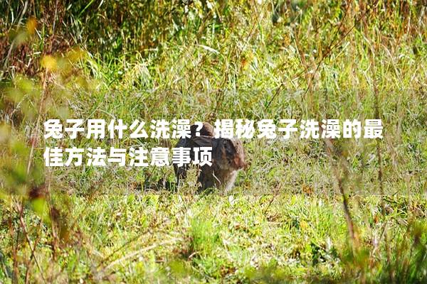 兔子用什么洗澡？揭秘兔子洗澡的最佳方法与注意事项