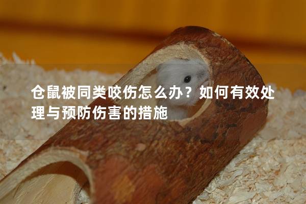 仓鼠被同类咬伤怎么办？如何有效处理与预防伤害的措施