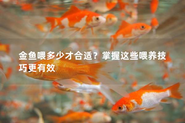 金鱼喂多少才合适？掌握这些喂养技巧更有效