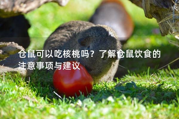 仓鼠可以吃核桃吗？了解仓鼠饮食的注意事项与建议