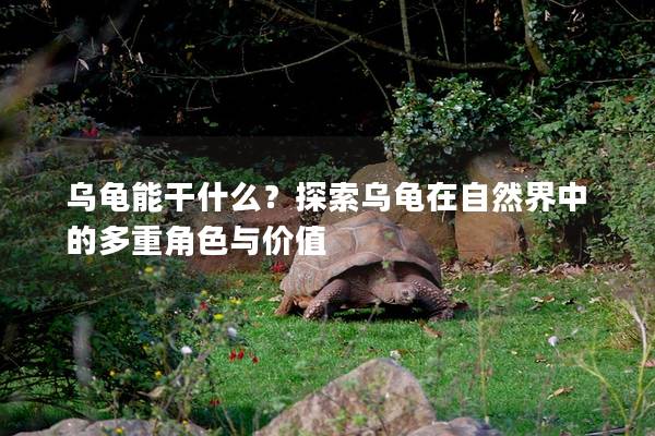 乌龟能干什么？探索乌龟在自然界中的多重角色与价值