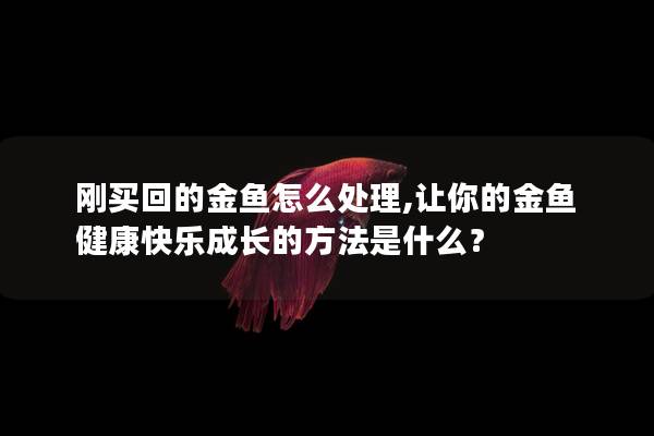 刚买回的金鱼怎么处理,让你的金鱼健康快乐成长的方法是什么？