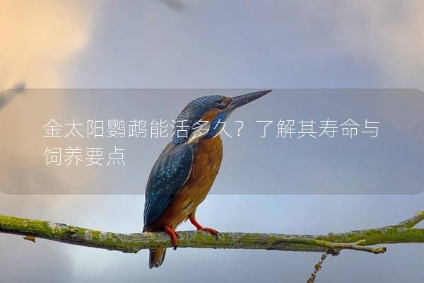 金太阳鹦鹉能活多久？了解其寿命与饲养要点