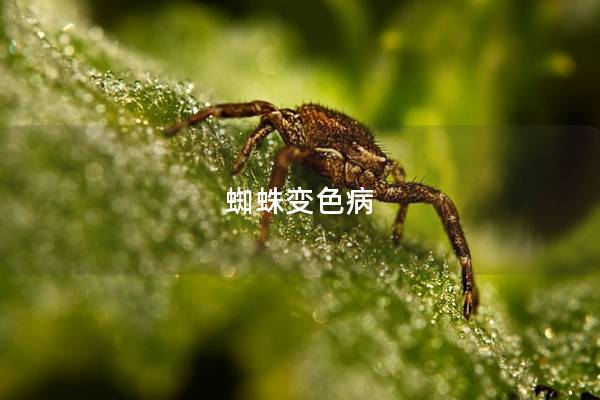 蜘蛛变色病