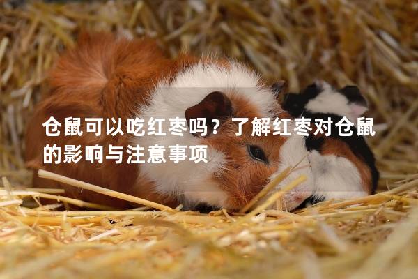 仓鼠可以吃红枣吗？了解红枣对仓鼠的影响与注意事项