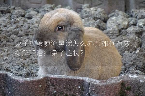 兔子打喷嚏流鼻涕怎么办，如何有效缓解和治疗兔子症状？