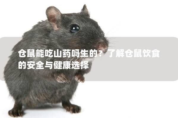 仓鼠能吃山药吗生的？了解仓鼠饮食的安全与健康选择
