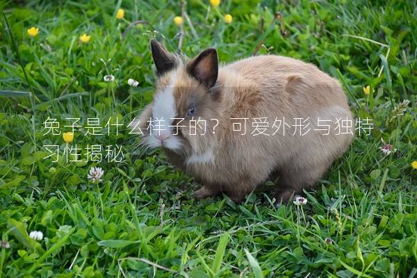 兔子是什么样子的？可爱外形与独特习性揭秘