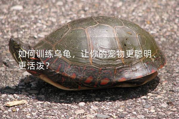 如何训练乌龟，让你的宠物更聪明、更活泼？