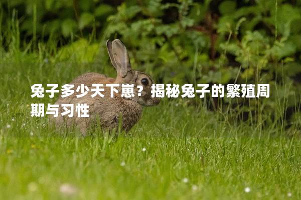 兔子多少天下崽？揭秘兔子的繁殖周期与习性