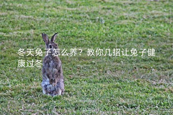 冬天兔子怎么养？教你几招让兔子健康过冬