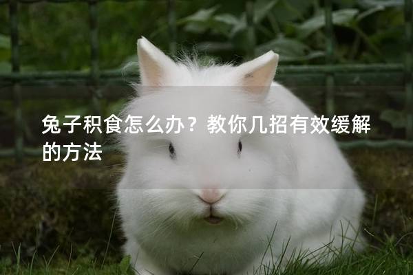 兔子积食怎么办？教你几招有效缓解的方法