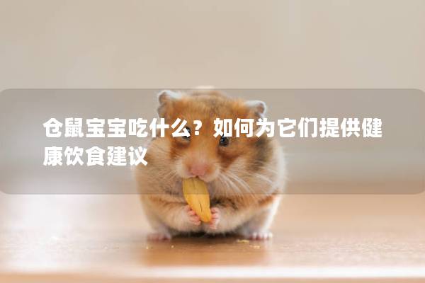 仓鼠宝宝吃什么？如何为它们提供健康饮食建议